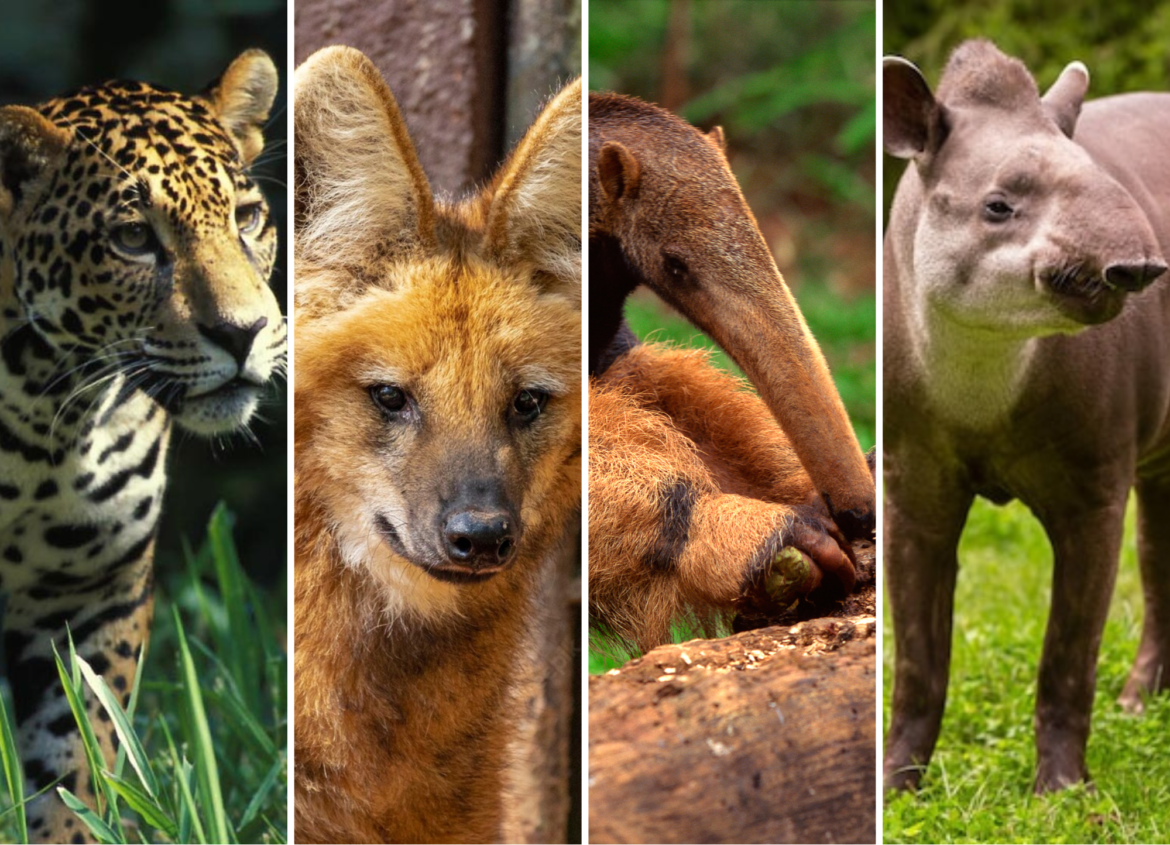 Imagem ilustrativa sobre Animais Brasileiros